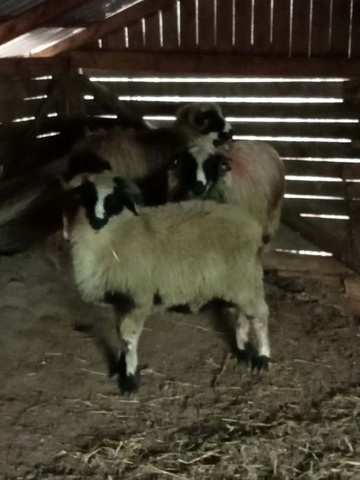 Berbecuți din oi bune disponibili