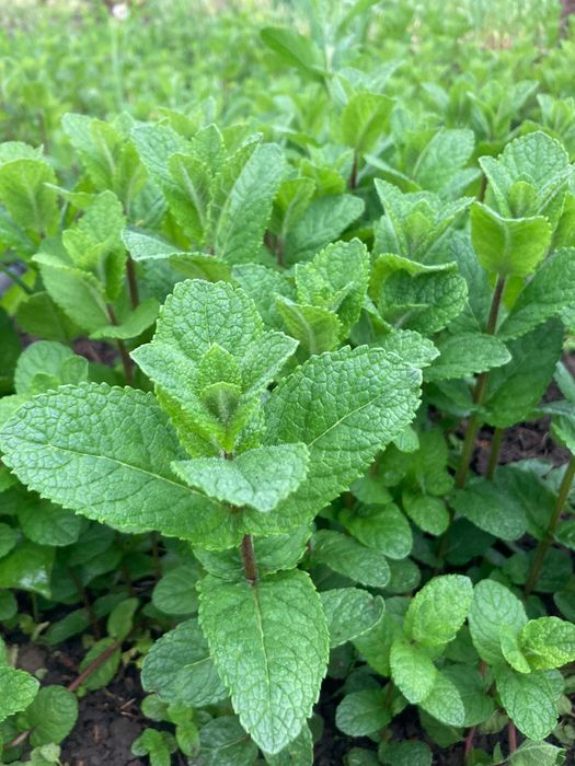 Stoloni menta olanda