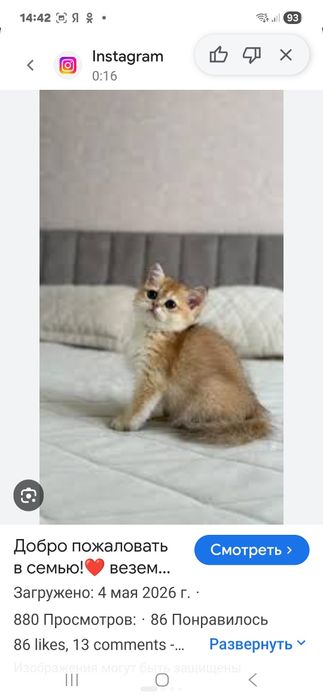 Продаётся шотландский котёнок Скотиш  Страйт.