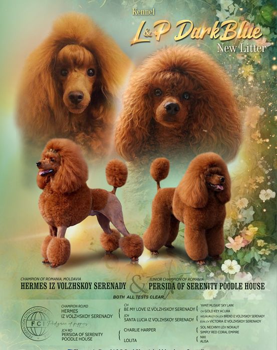 Poodle miniature/toy FCI