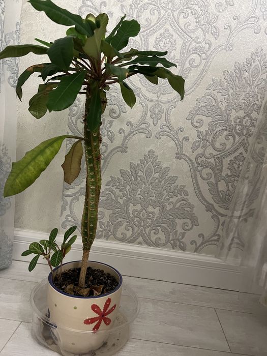 Комнатное растение пальма