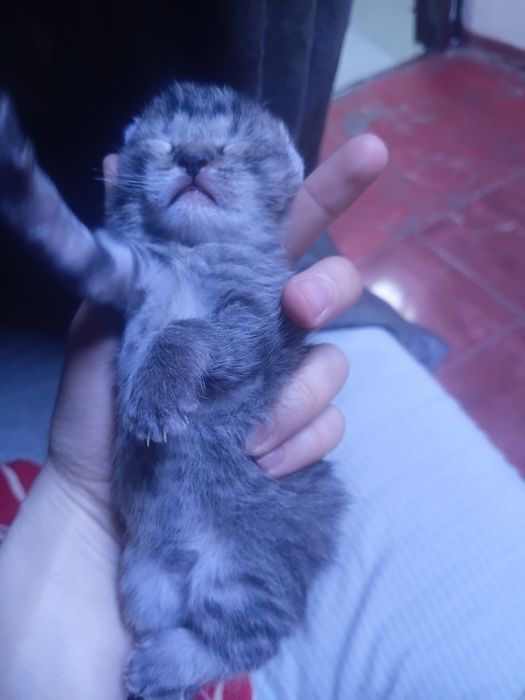 Мысыктар бар тегын берыледы