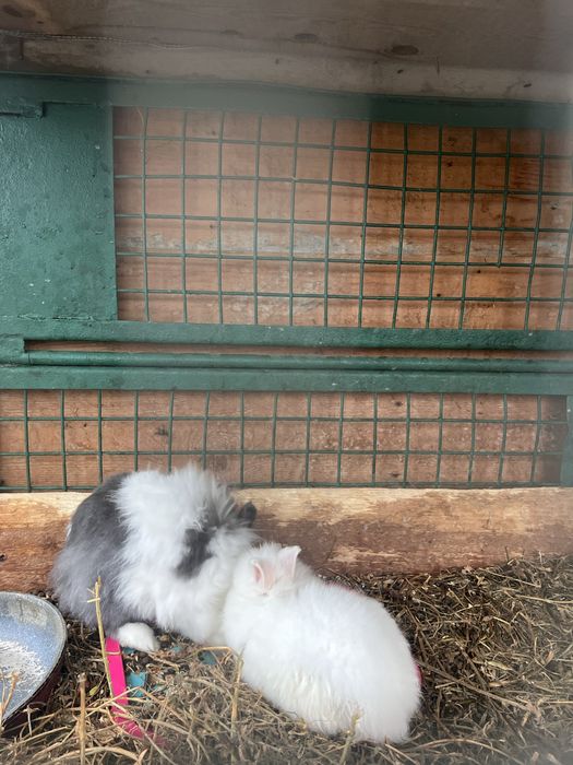 Iepuri pitici CAP DE LEU