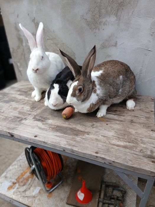 Hycole francez femele