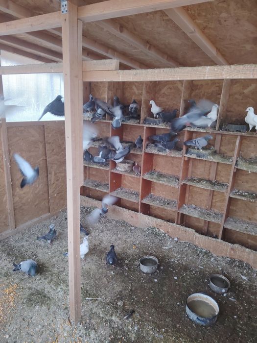 Vând porumbei  diferite culori