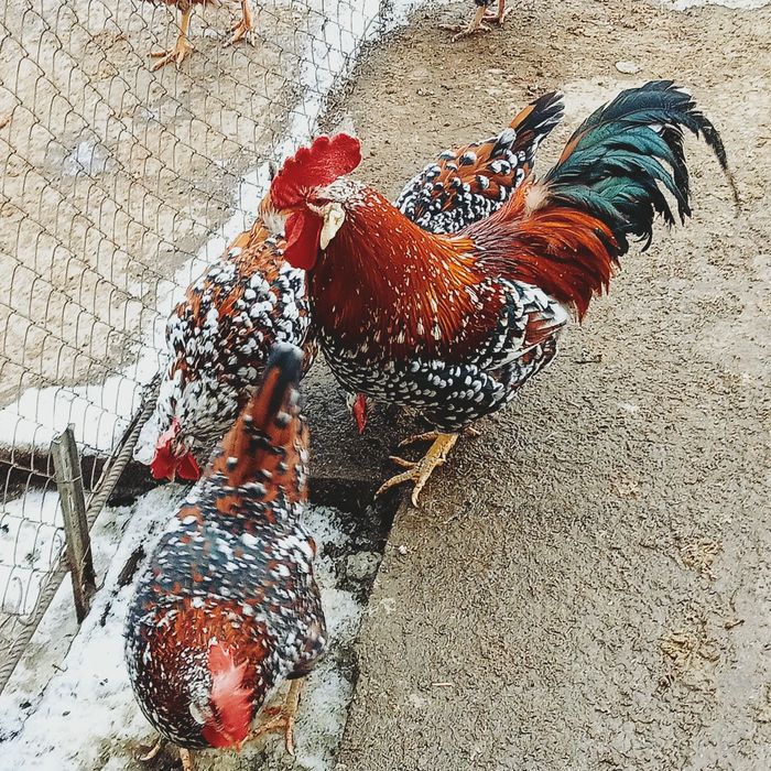 Инкубационные яйца лакенфельдер