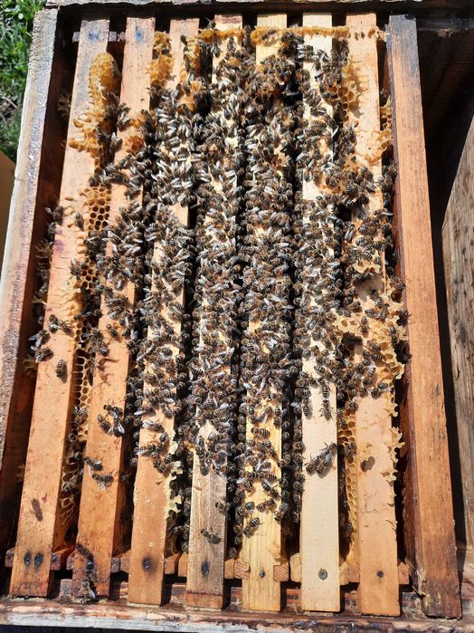 Vând familii de albine