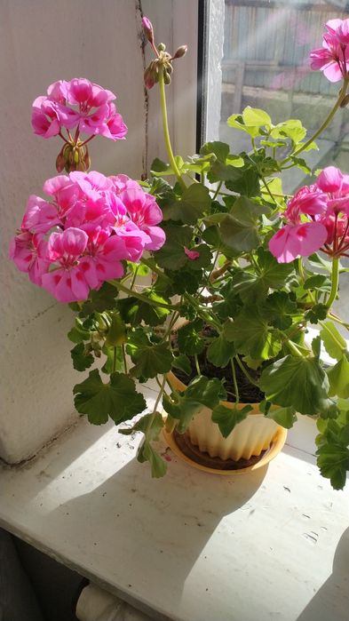 Комнатные цветы герани