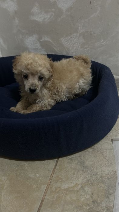 Продам карликового пуделя