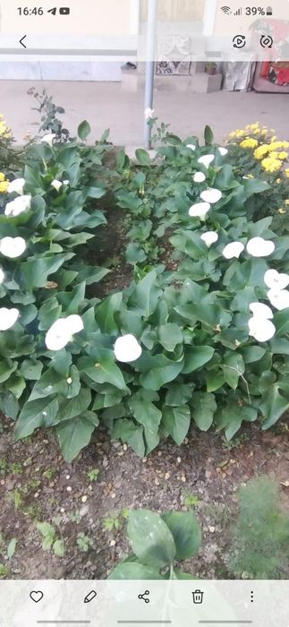 Gullar sotiladi oilasi 35ming