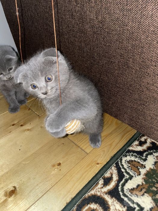 Scottish Fold mushukchalar