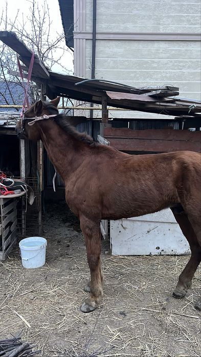 Ат жылқы құан айғыр