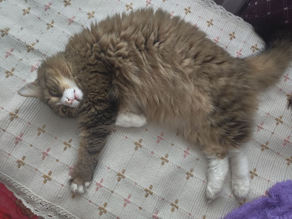 Отдам Кота в добрые руки