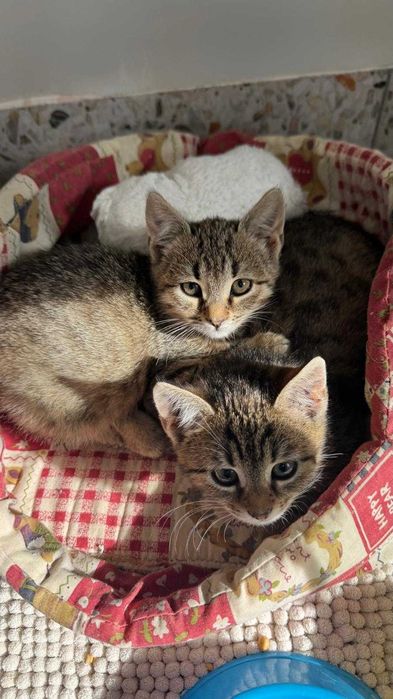 Adopție Craiova: 3 puiuți de pisică de 2 luni