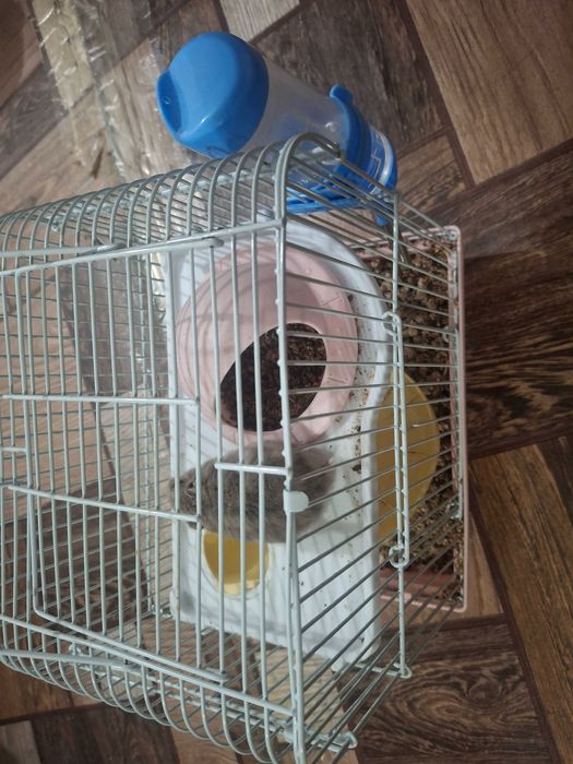 хомяк джунгарик продается