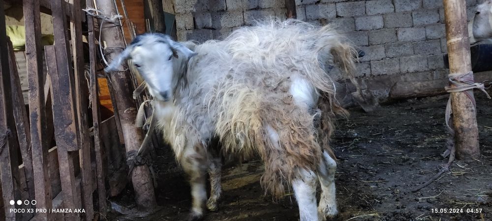 taka sotiladi yangiyolda