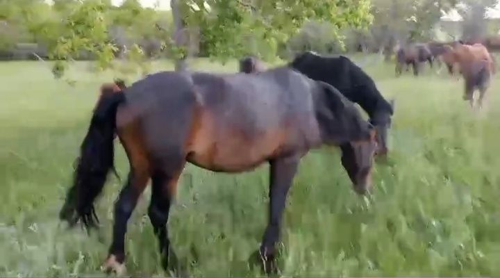 Үйір қазақы жылқы сатам немесе айырбастайм