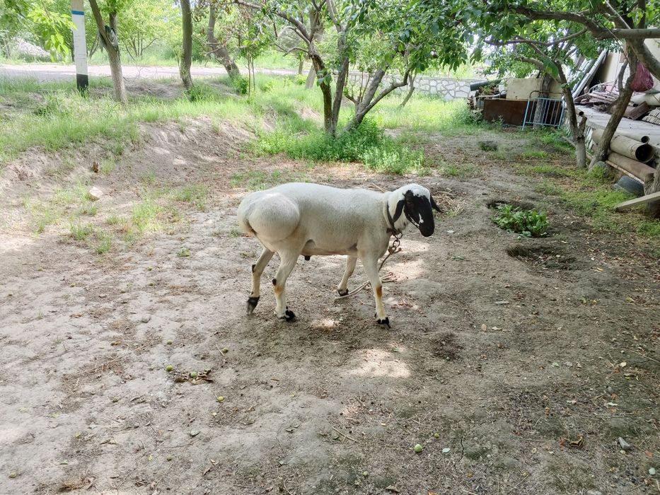 Quchqor sotiladi