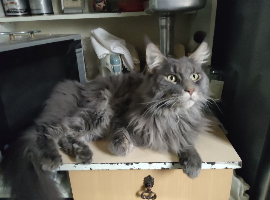 Продаётся мейн-кун