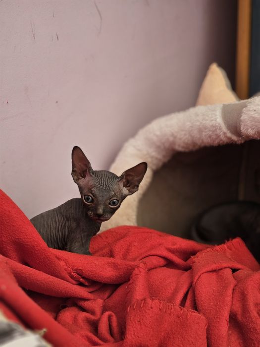 Сфинкс котята продам