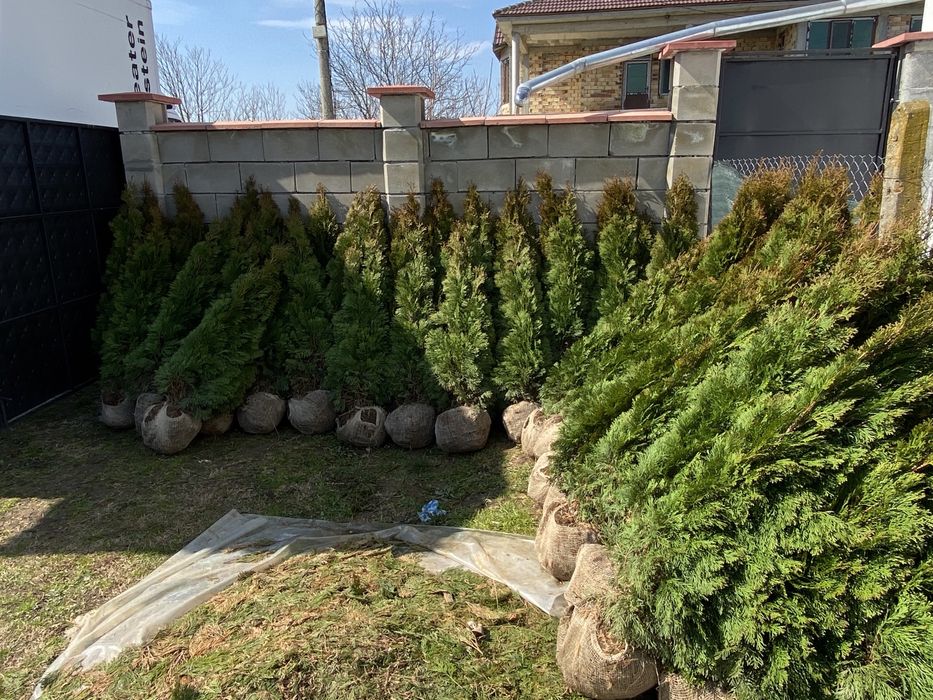 Декоративни ТУИ  ..ПРОМОЦИЯ..