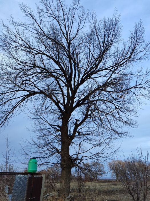 Дуб большой пишите