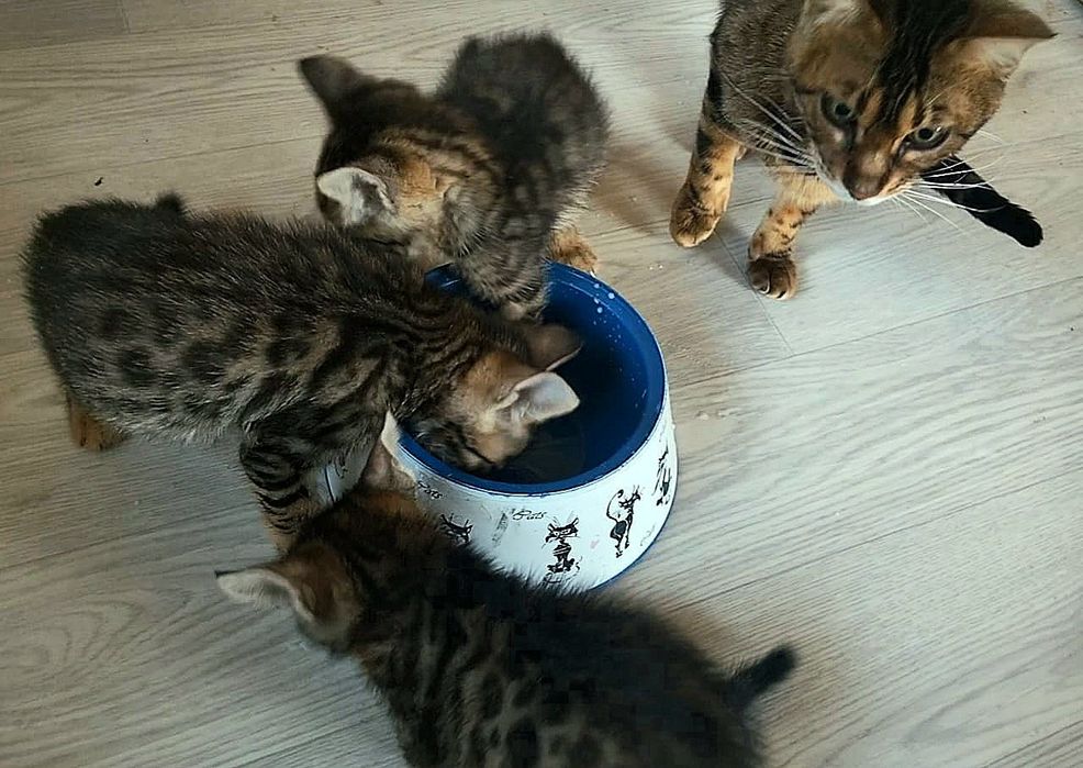 Полубенгальские котята