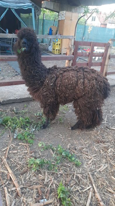 Mascul alpaca de vanzare