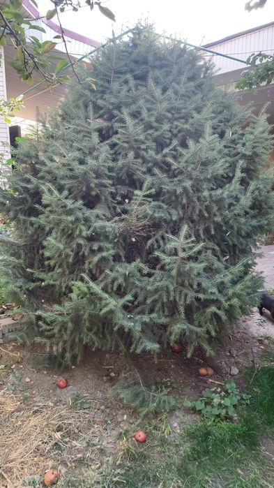 Продам ели. 5 штук