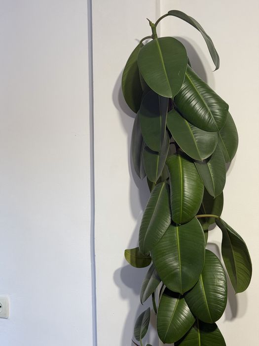 Продам цветок фикус