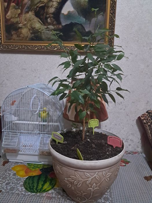 Продам комнатные  цветы.