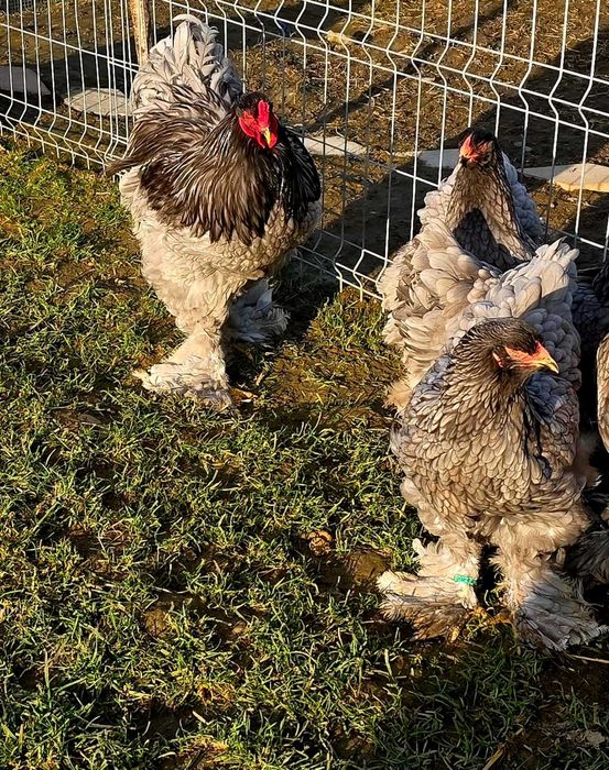 Ouă pentru incubat!