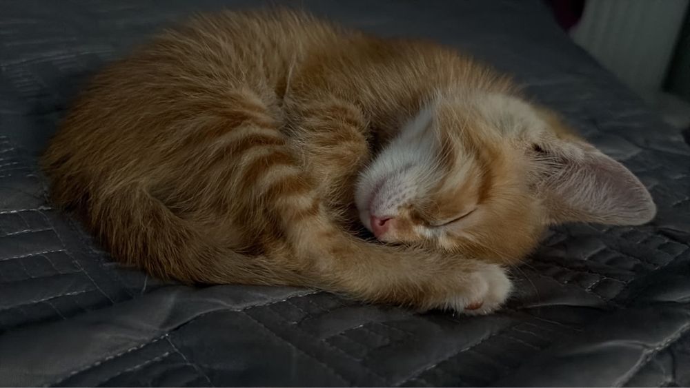 Продам шотландского котёнка