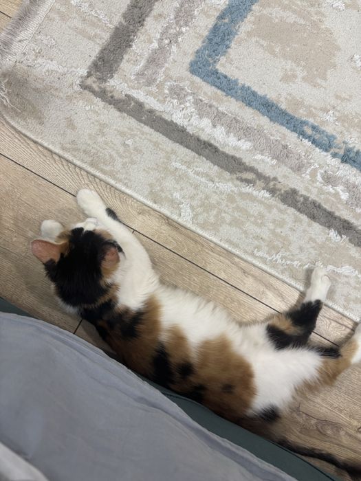 Котенок кошка (девочка)