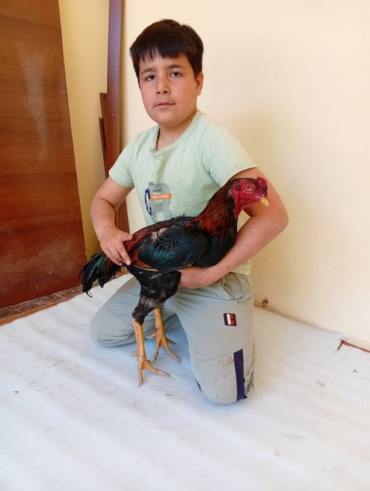 Dakan xo'roz Toza shomo