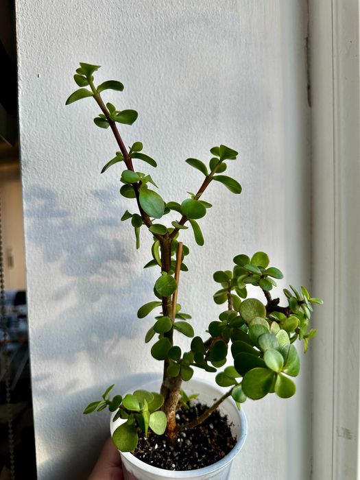 Портулакария афра