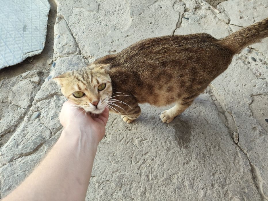 Отдам в добрые руки шотландская веслоухая