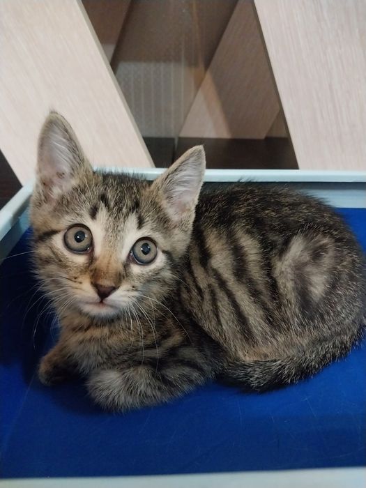 Котенок мальчик 2 месяца