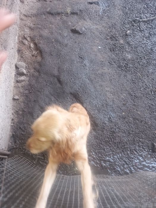 Кучук 7 ойлик кизбола