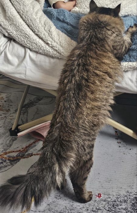 Отдадим кота в хорошие руки