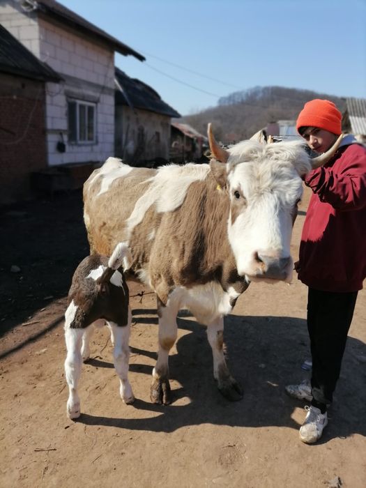 Cai și vaci de vanzare