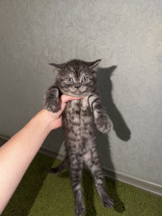 Шотланские мишки