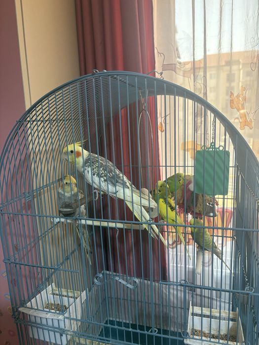 Papagali nimfe si perusi