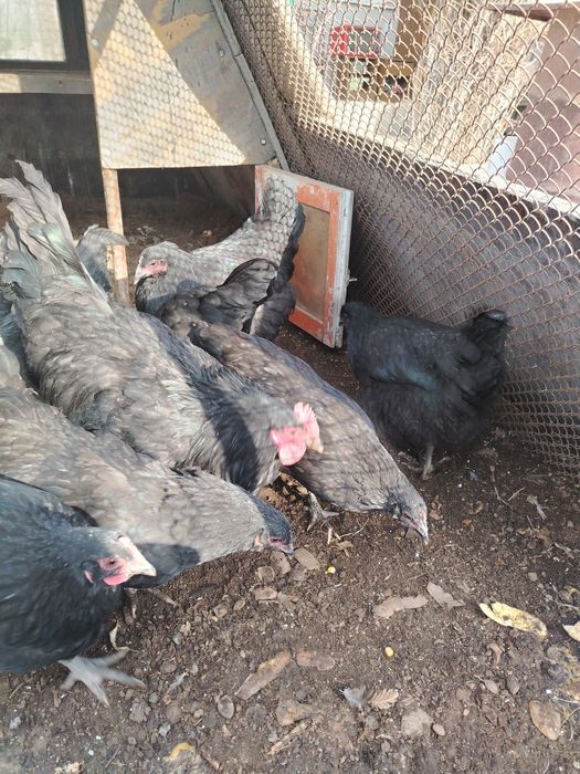 Продам домашные куры