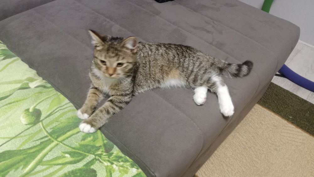 кошка без породы