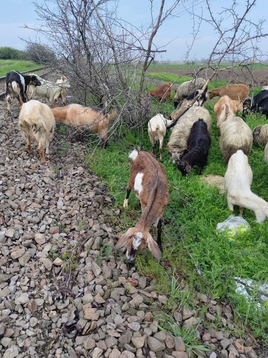 Vând capre bune de lapte