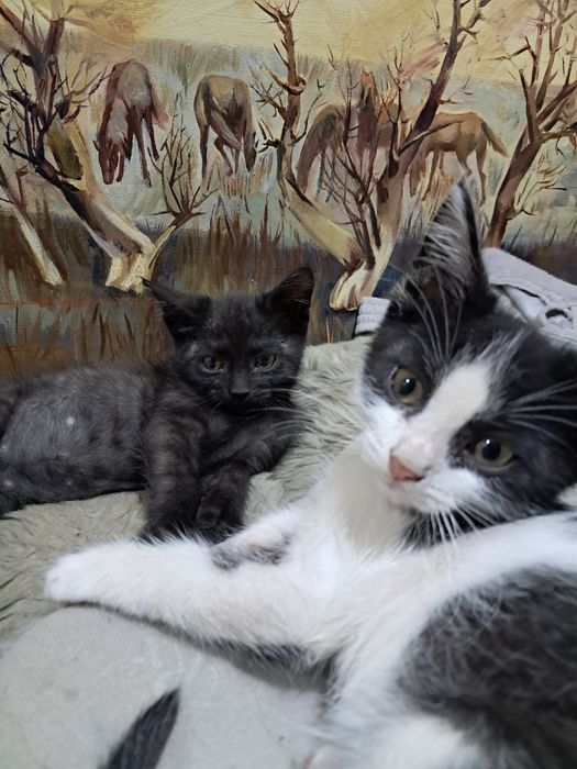 Животные.котята.самые умные