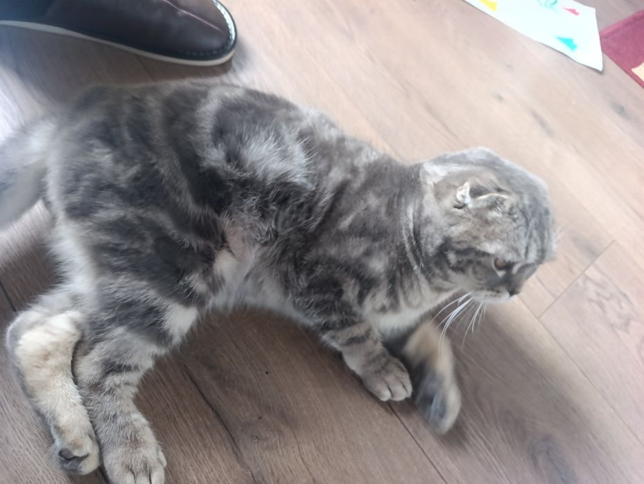 Домашний питомец