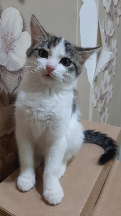 Отдам котят в хорошие руки