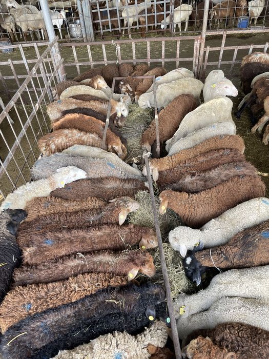 Бараны, Токты Қозылар доставка халал